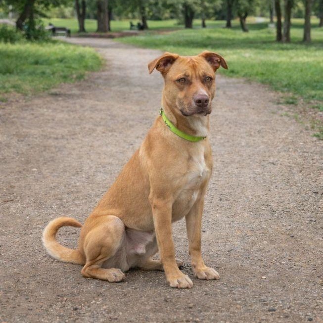Cooper, a Adoptable American Staffordshire Terrier in Boise, ID image 3/6