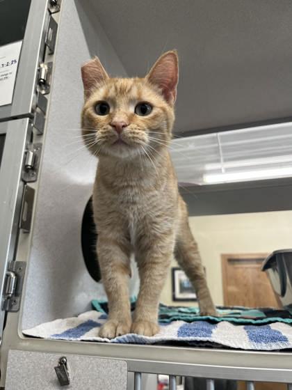 Enlarge Ember, a Adoptable mixed breed in Humboldt, IA image 1/2