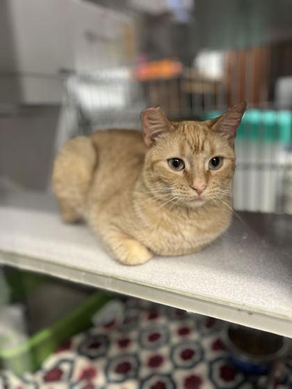 Ember, Adoptable, Adult Female Domestic Short Hair & Domestic Short Hair.