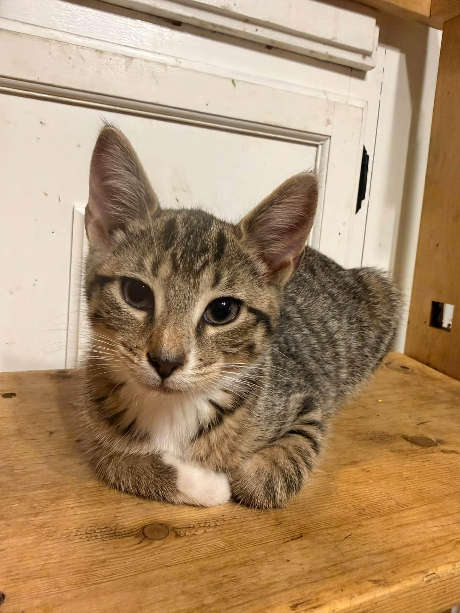 Cakey, Adoptable, Kitten Female Domestic Short Hair.