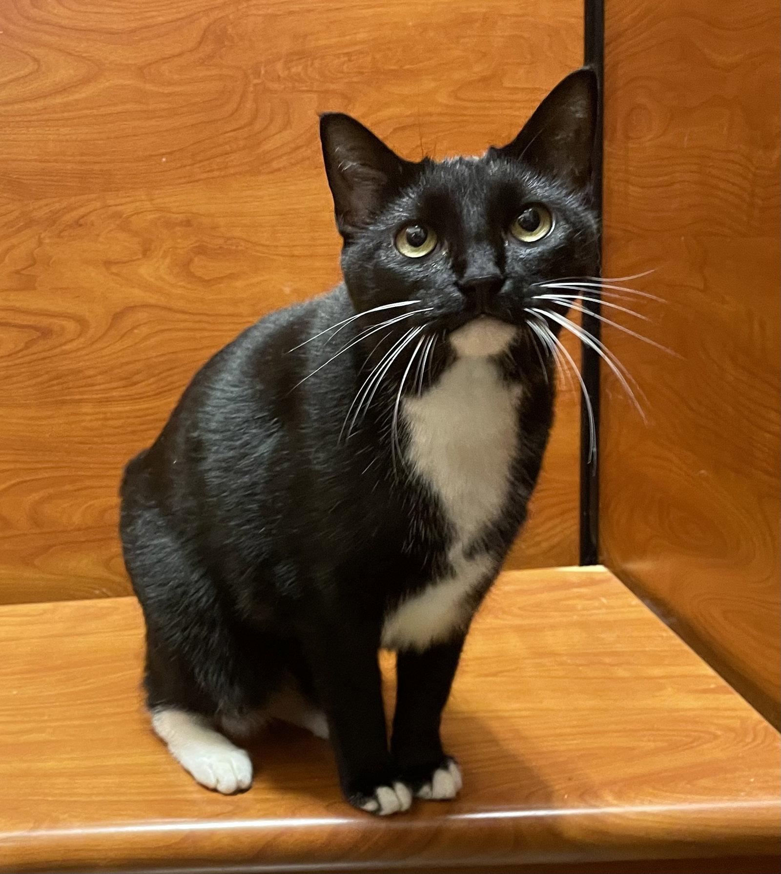 Scully, Adoptable, Adult Female Domestic Short Hair & Tuxedo.