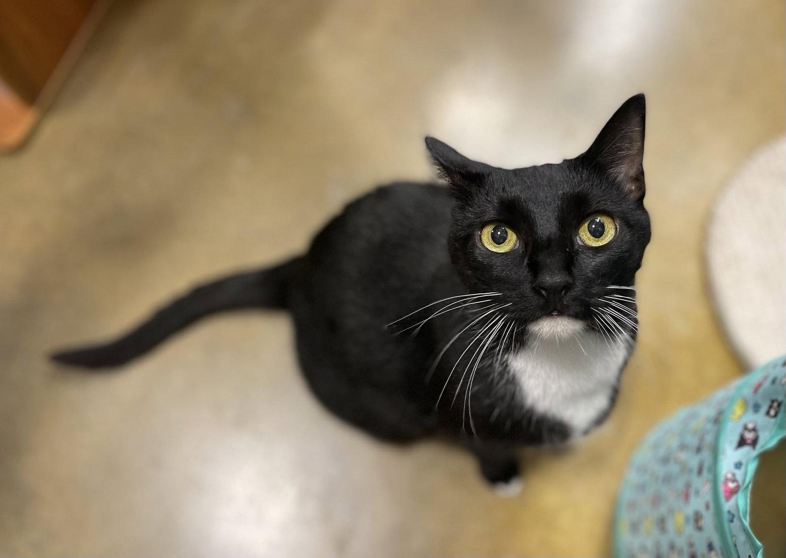 Enlarge Scully, a Adoptable mixed breed in Oxford, MS image 2/3