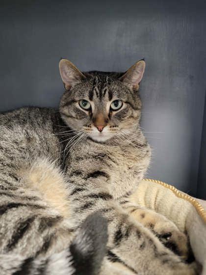 Enlarge Cheeks, a ADOPTABLE mixed breed in DeKalb, IL image 1/3