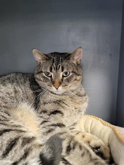 Enlarge Cheeks, a ADOPTABLE mixed breed in DeKalb, IL image 3/3