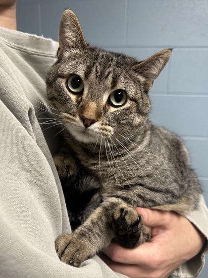 Enlarge Cheeks, a ADOPTABLE mixed breed in DeKalb, IL image 2/3