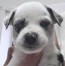 Austin, Baby Male Australian Cattle Dog / Blue Heeler