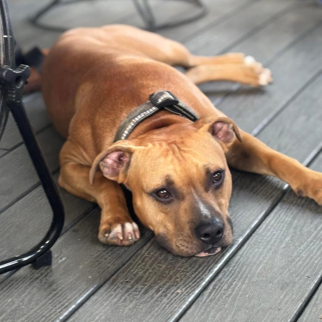 Rocky, a Adoptable American Staffordshire Terrier in Potomac, MD image 2/6