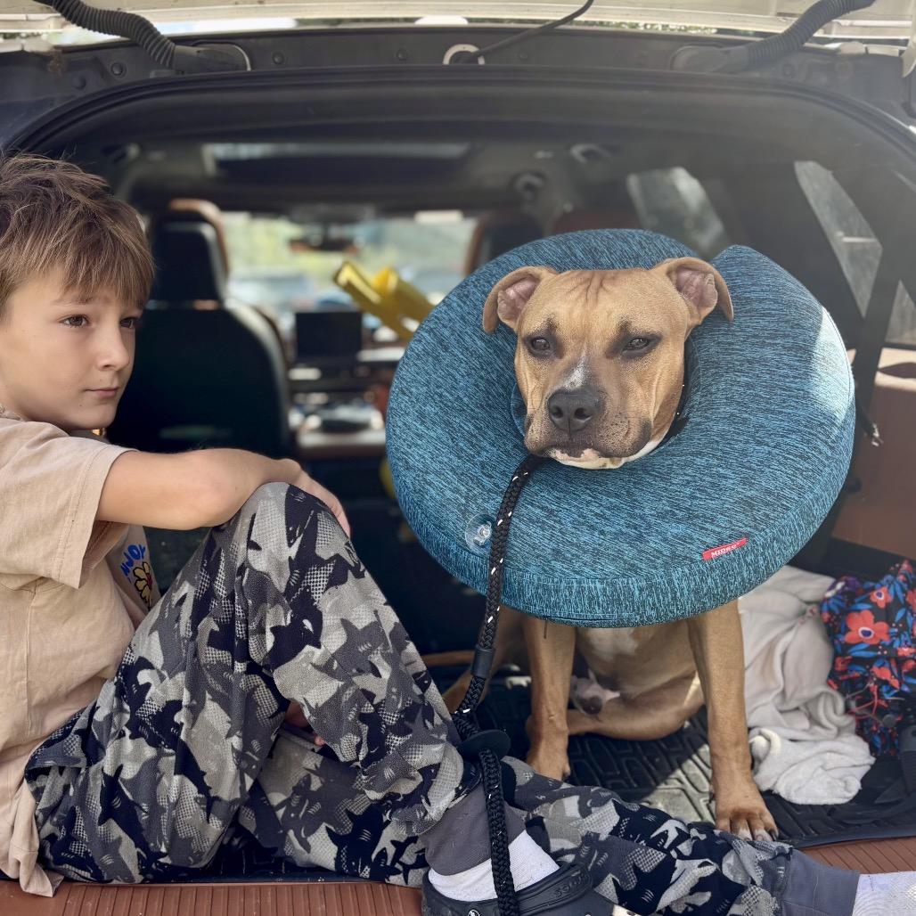 Rocky, a Adoptable American Staffordshire Terrier in Potomac, MD image 3/6