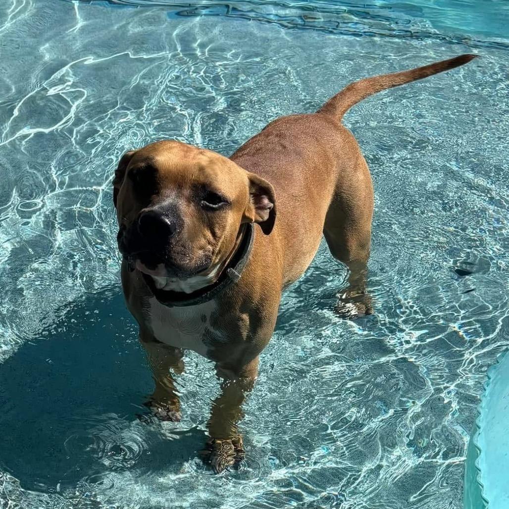 Rocky, a Adoptable American Staffordshire Terrier in Potomac, MD image 4/6