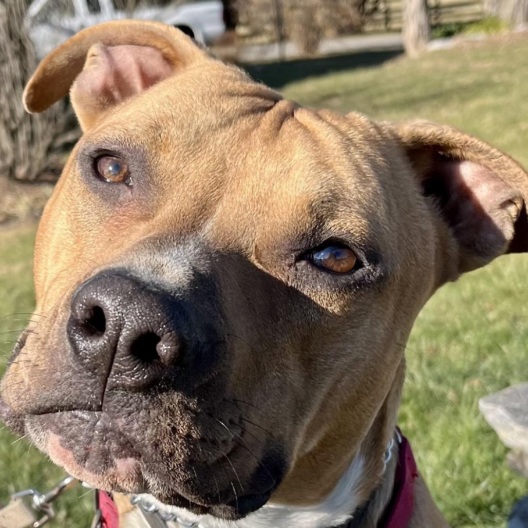 Rocky, a Adoptable American Staffordshire Terrier in Potomac, MD image 5/6