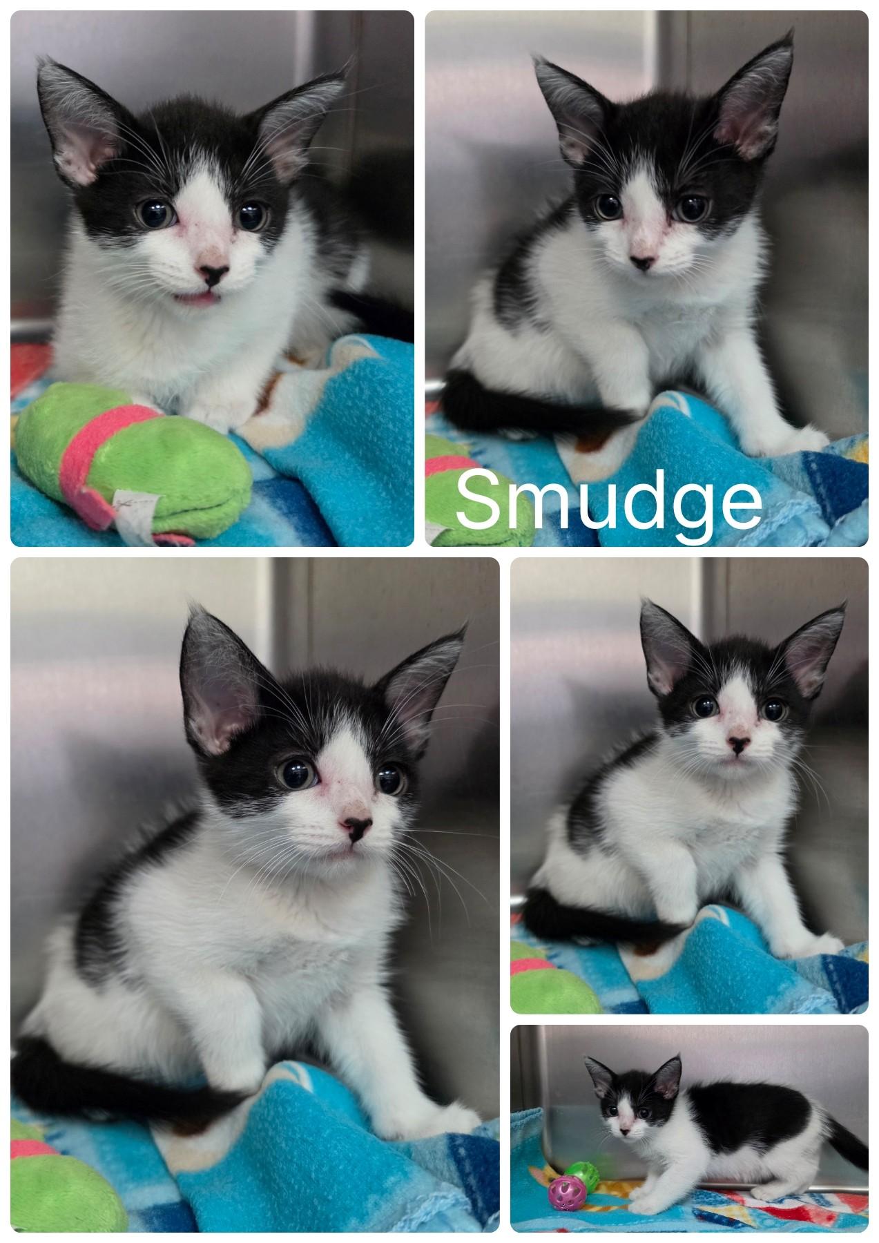 Enlarge Smudge, an adopted mixed breed in Universal City, TX image 1/1