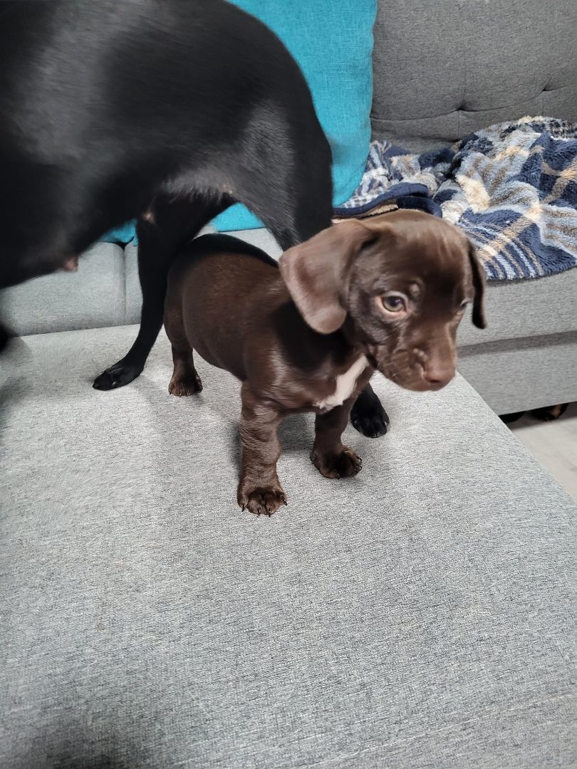 Enlarge Larry, a Adopted mixed breed in Rockwood, MI image 1/3