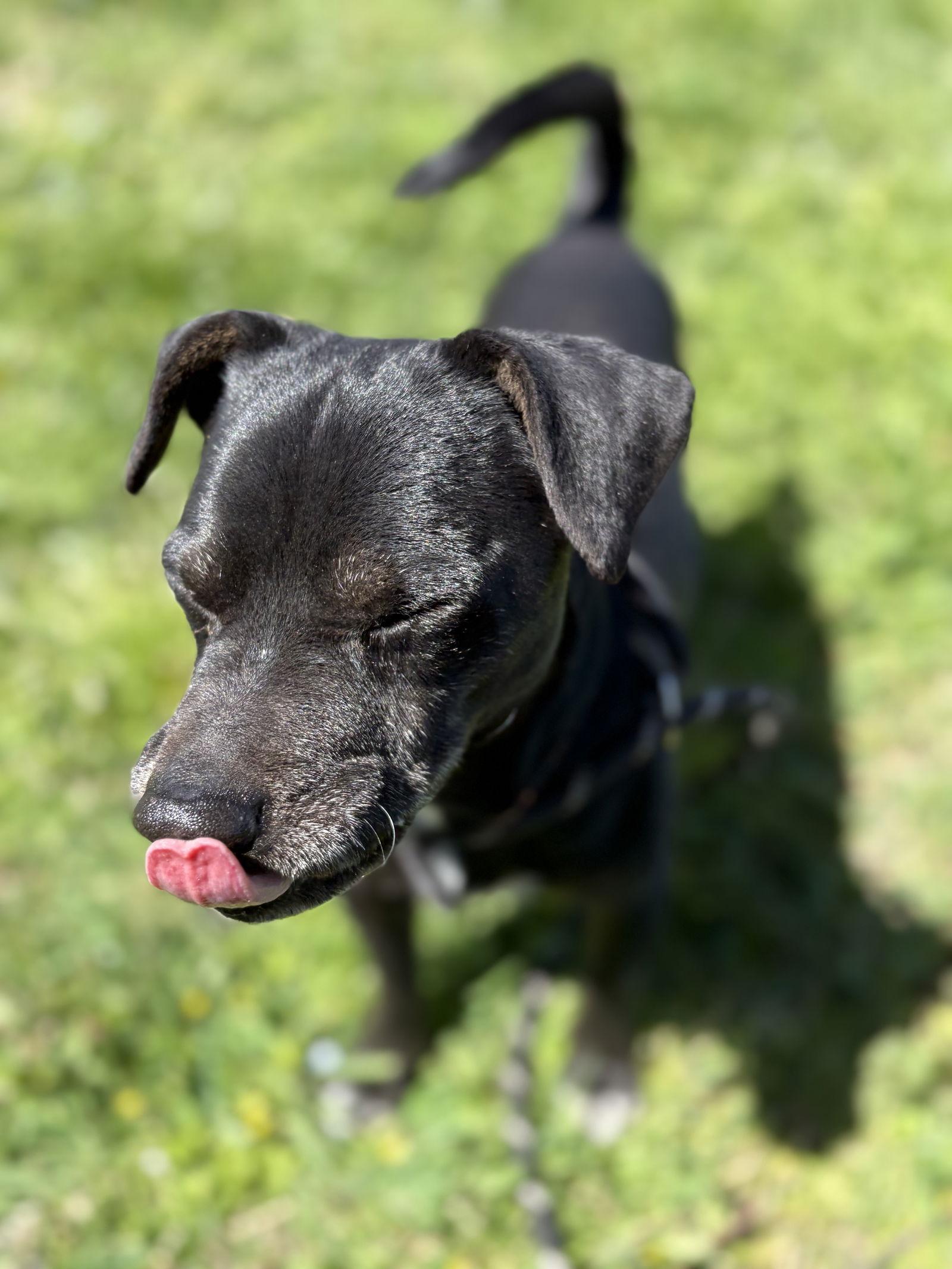 Enlarge SUPERMAN, a Adoptable Chihuahua in Chico, CA image 1/3