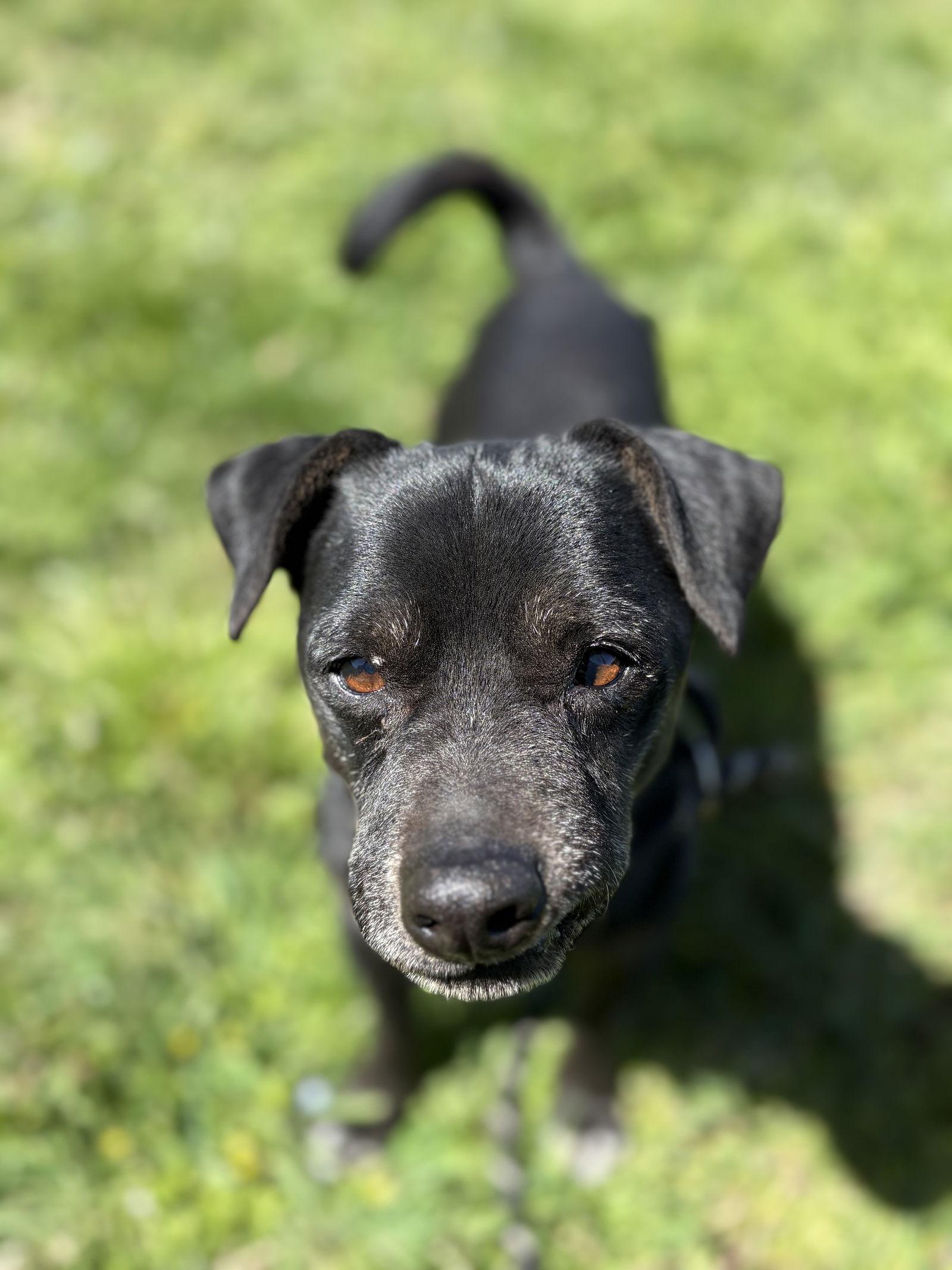 Enlarge SUPERMAN, a Adoptable Chihuahua in Chico, CA image 2/3