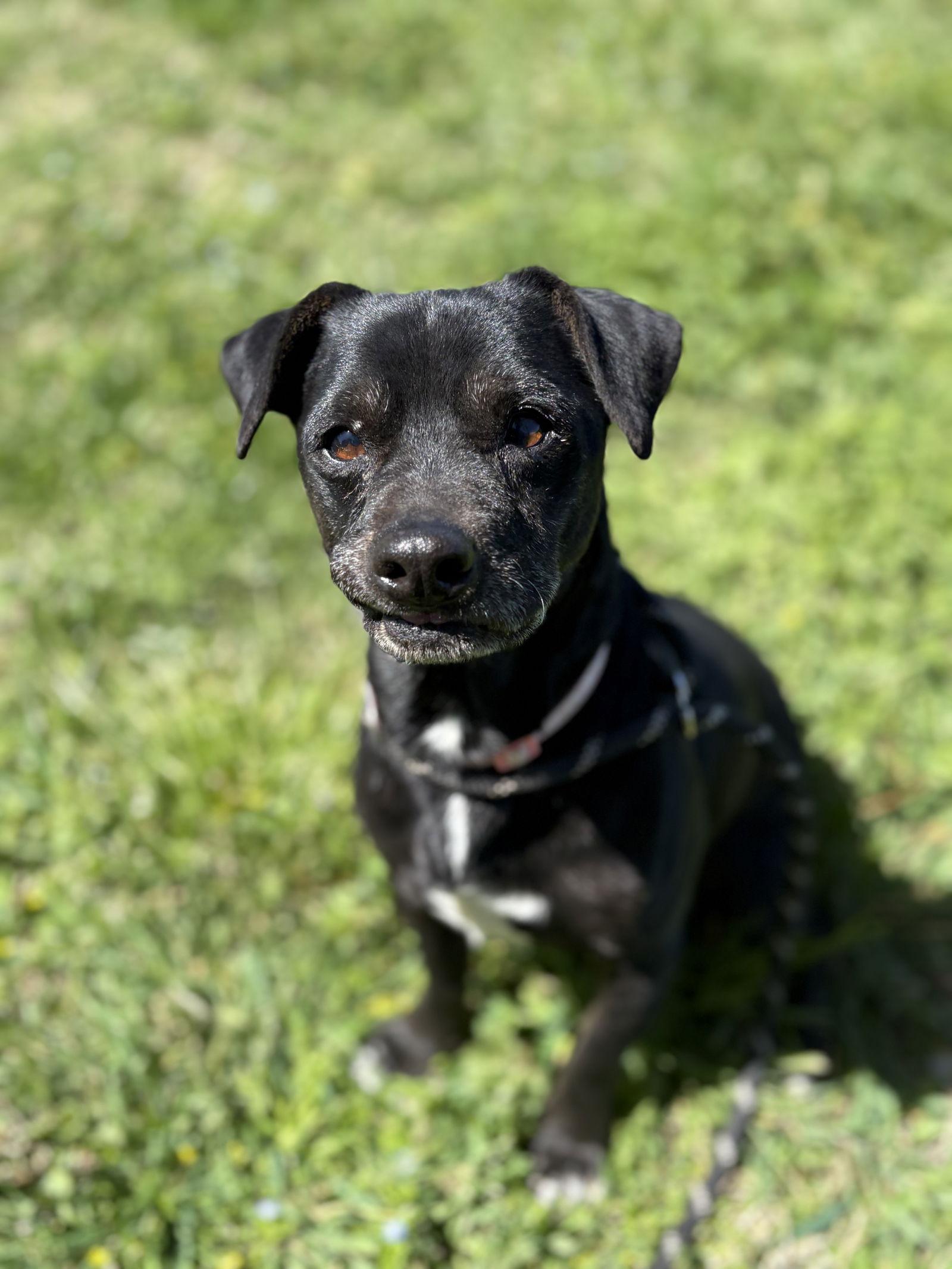 Enlarge SUPERMAN, a Adoptable Chihuahua in Chico, CA image 3/3