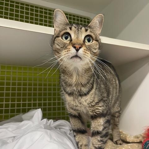 Marco, an adoptable Domestic Short Hair in Bellmawr, NJ_image-1