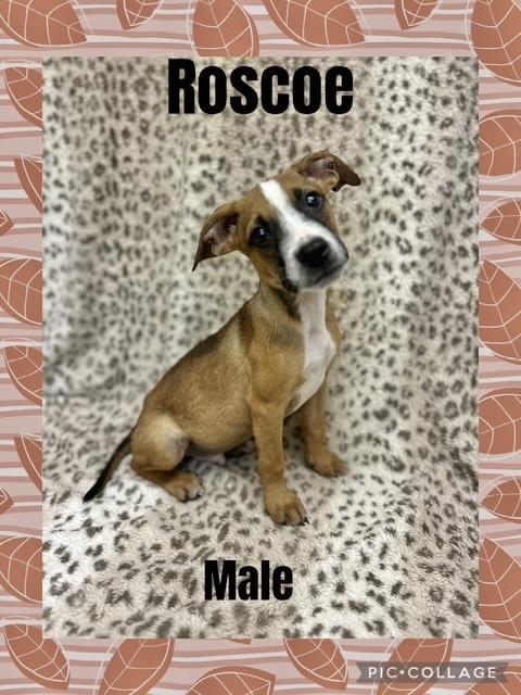 Roscoe