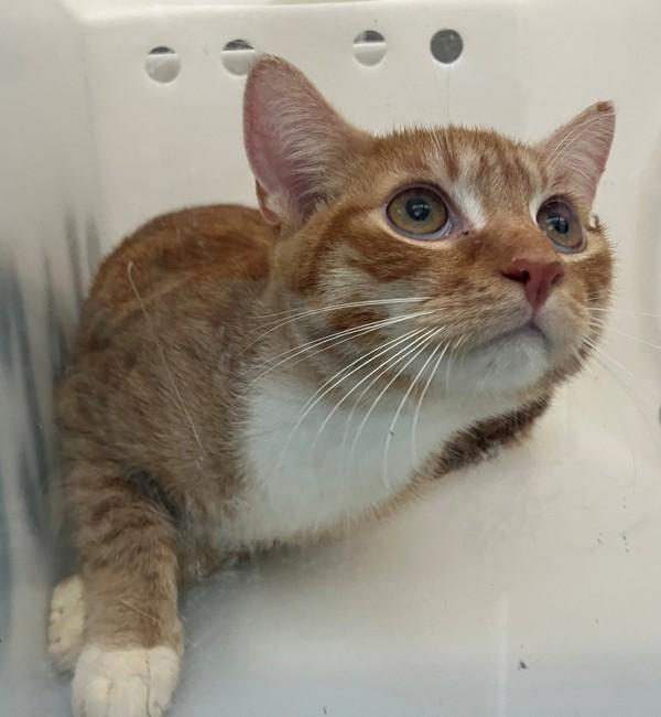 Enlarge Orion, a Adoptable mixed breed in Staten Island, NY image 1/1