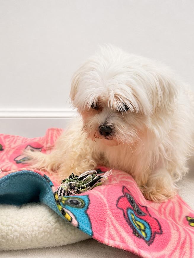 Enlarge Macie, a Adoptable Maltese in Neillsville, WI image 2/2