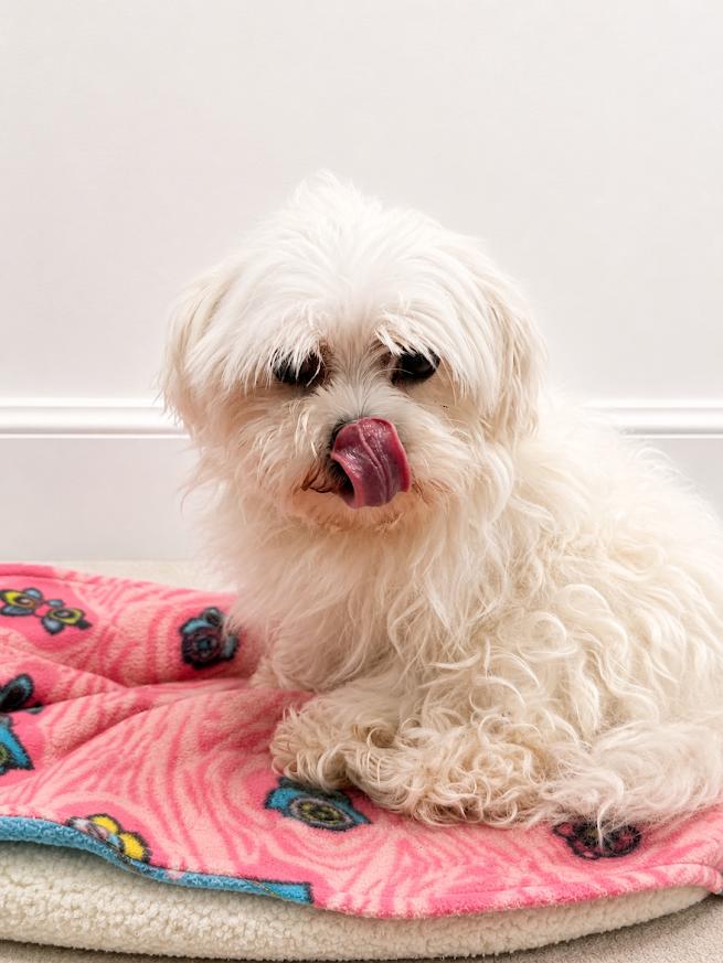 Enlarge Macie, a Adoptable Maltese in Neillsville, WI image 1/2