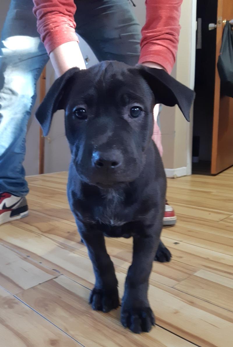 Vance, ADOPTABLE, Puppy Male Labrador Retriever & Boxer.