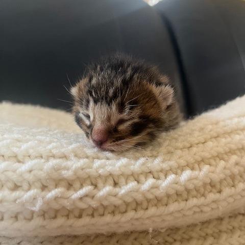 Jungkook (JK) - Adoption Pending, a Adoptable Domestic Short Hair in South Burlington, VT image 1/5