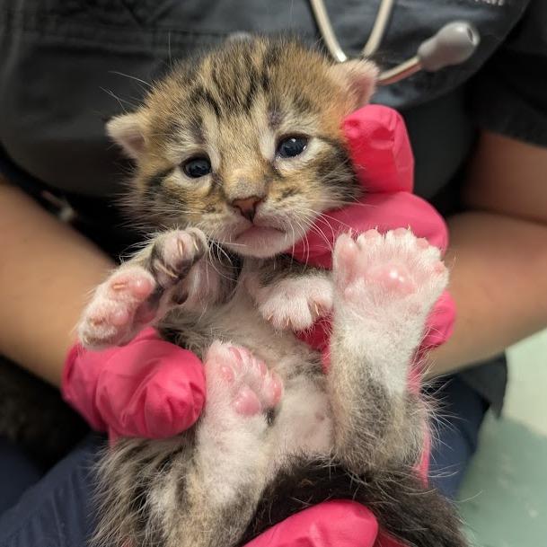 Jungkook (JK) - Adoption Pending, a Adoptable Domestic Short Hair in South Burlington, VT image 2/5