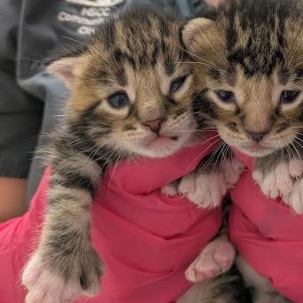 Jungkook (JK) - Adoption Pending, a Adoptable Domestic Short Hair in South Burlington, VT image 3/5