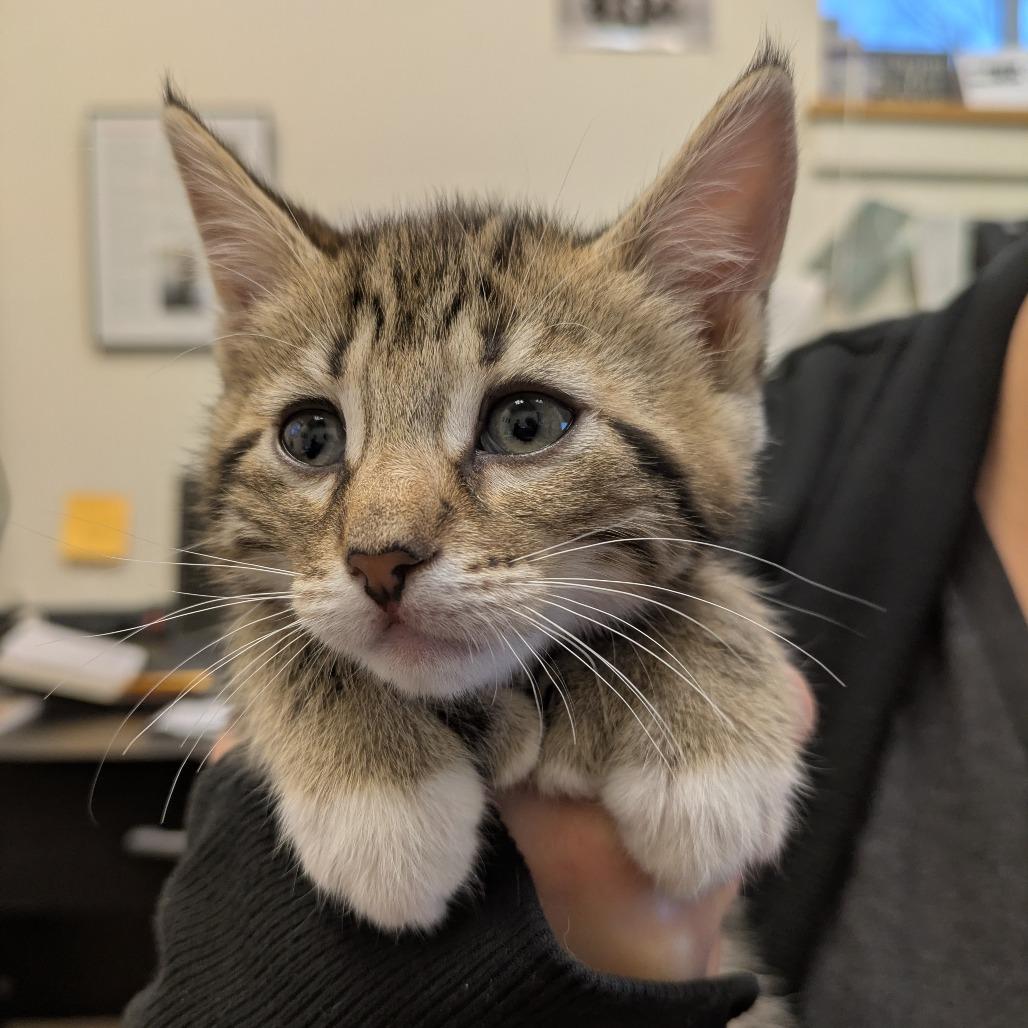 Jungkook (JK) - Adoption Pending, a Adoptable Domestic Short Hair in South Burlington, VT image 4/5