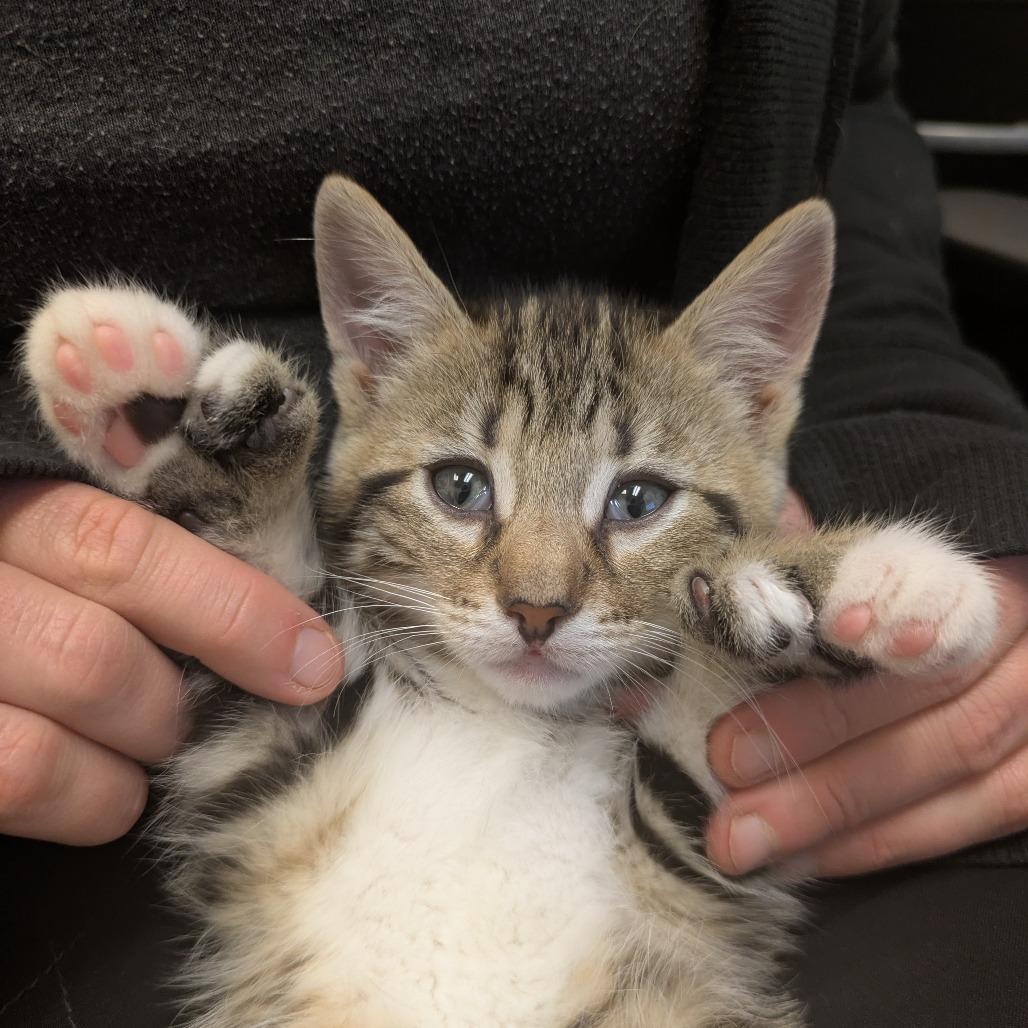 Jungkook (JK) - Adoption Pending, a Adoptable Domestic Short Hair in South Burlington, VT image 5/5