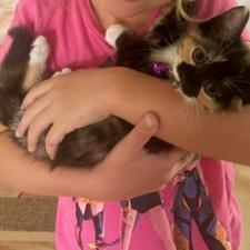 Darla, an adopted Domestic Short Hair in Lauderhill, FL image 3/3