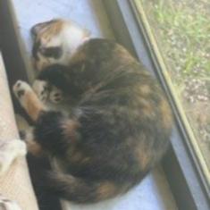 Darla, an adopted Domestic Short Hair in Lauderhill, FL image 2/3