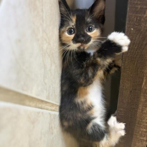 Darla, adopted, Kitten Female Domestic Short Hair.