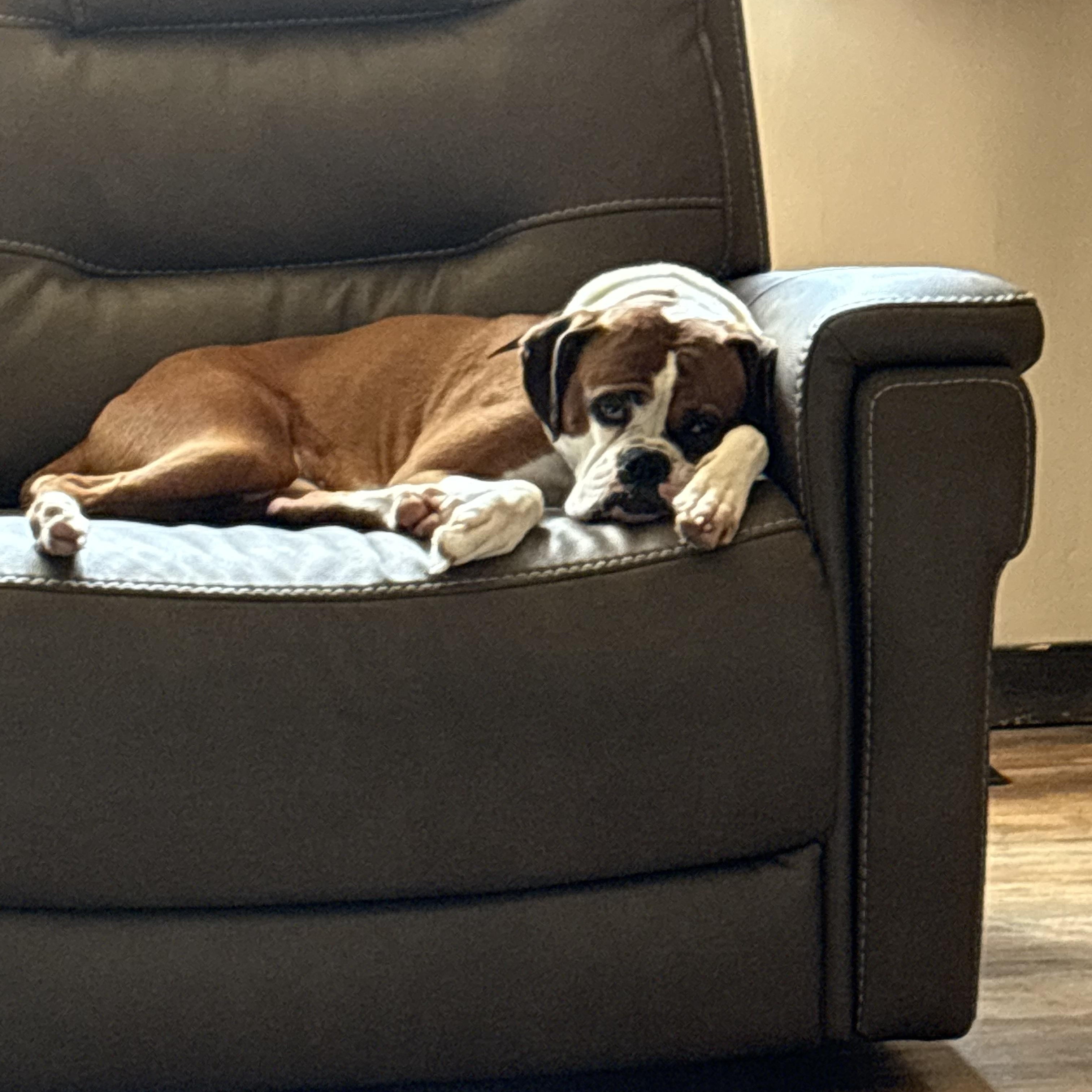 Enlarge Molly - URGENT FOSTER NEEDED, a Adoptable Boxer in Middlesex, NJ image 4/5