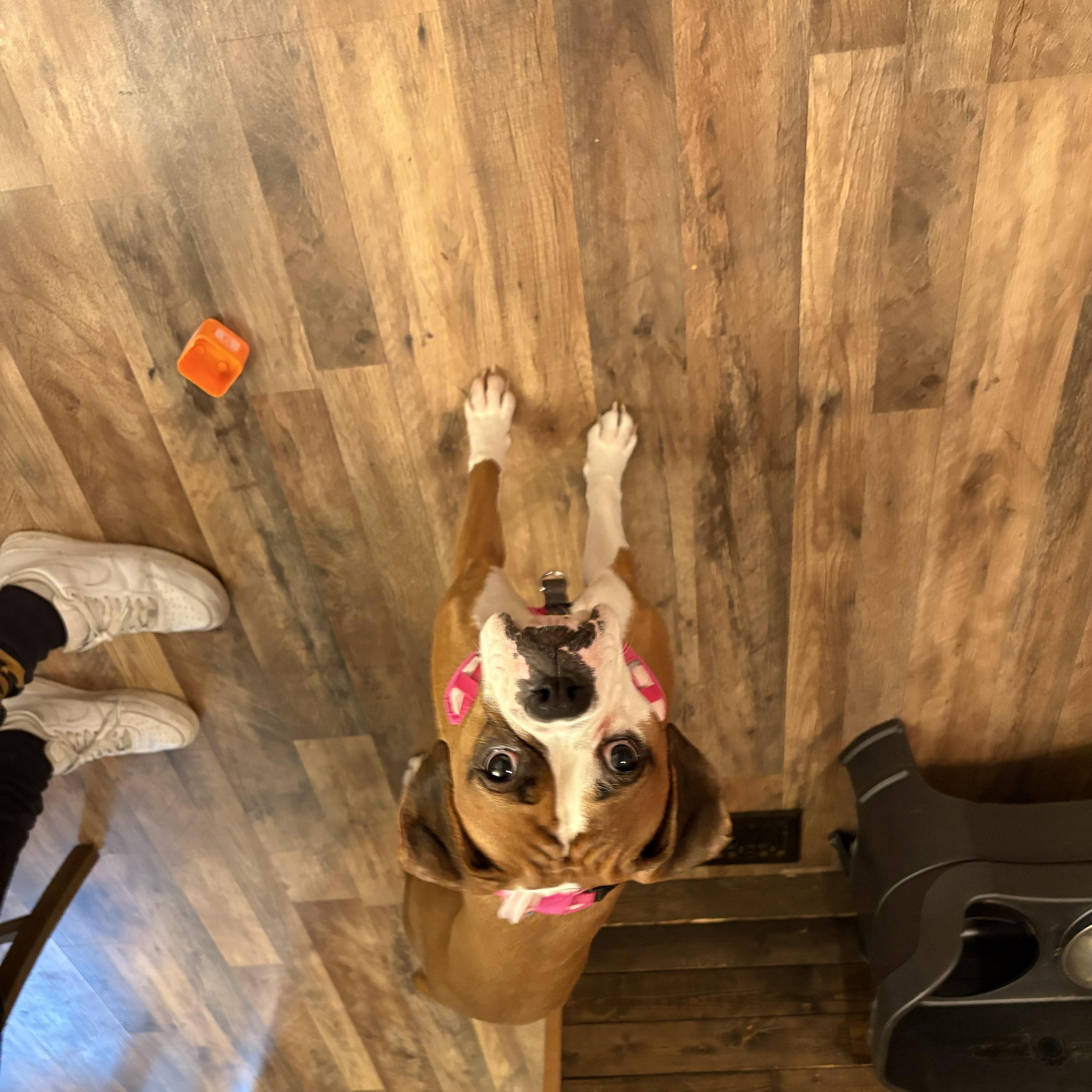 Enlarge Molly - URGENT FOSTER NEEDED, a Adoptable Boxer in Middlesex, NJ image 5/5