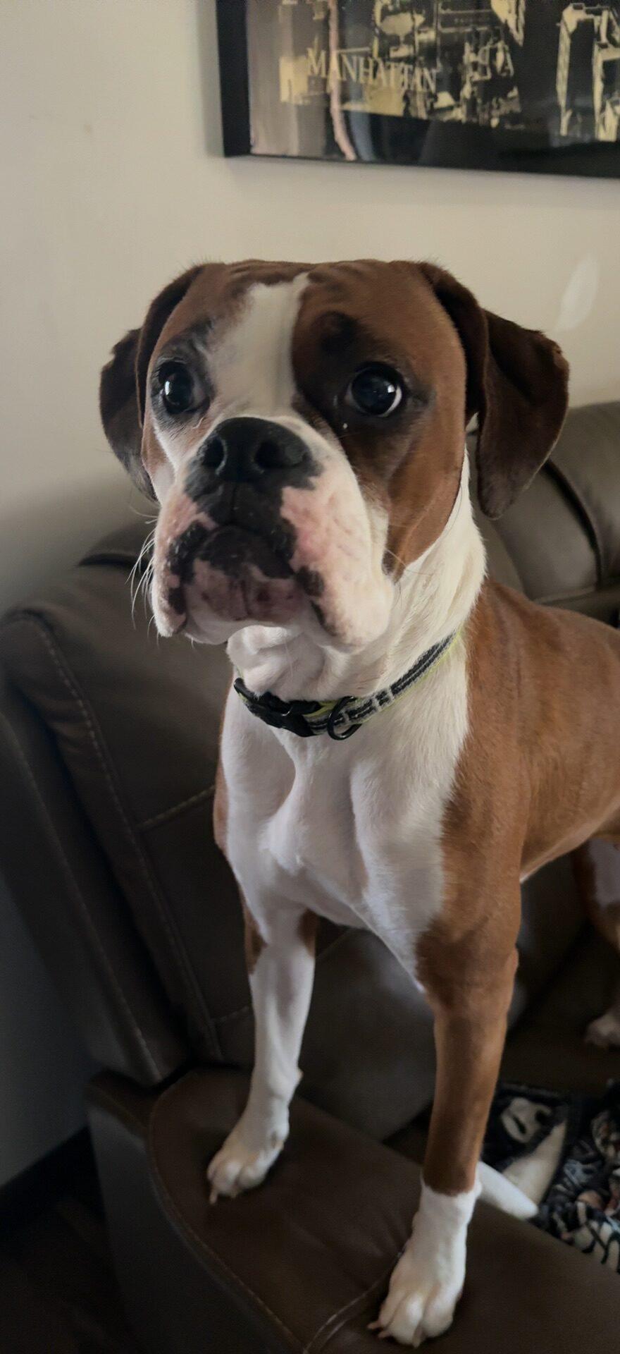 Enlarge Molly - URGENT FOSTER NEEDED, a Adoptable Boxer in Middlesex, NJ image 1/5
