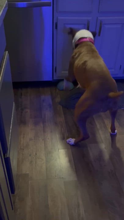 Enlarge Molly - URGENT FOSTER NEEDED, a Adoptable Boxer in Middlesex, NJ video 2/5