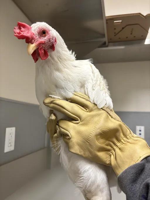 WADDLES, Adoptable, Adult Male Chicken.