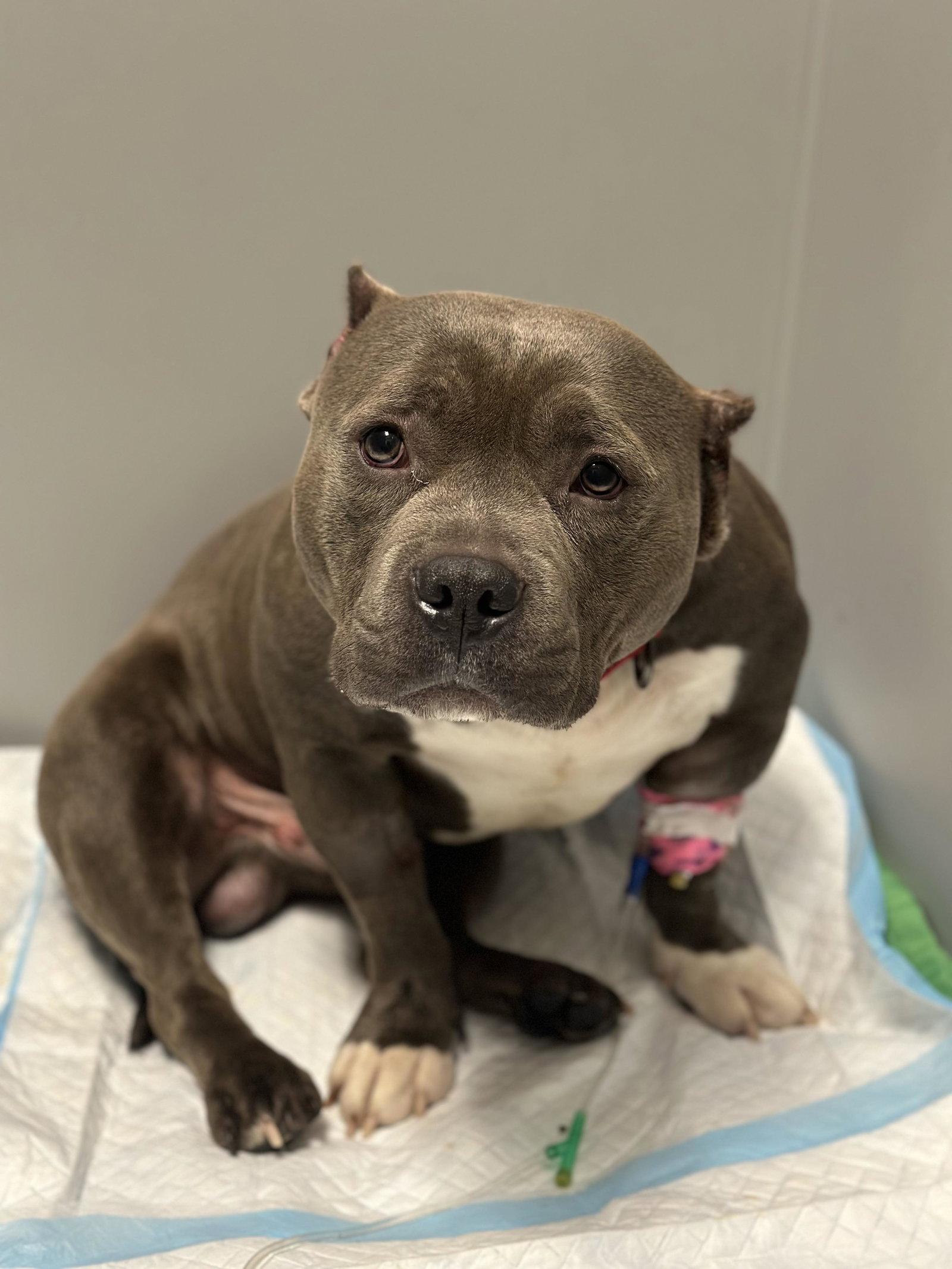 Hondo, Adopted, Adult Male Pit Bull Terrier.