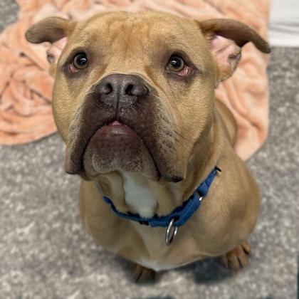 Johnny, Adoptable, Adult Male Fox Terrier & Mixed Breed.