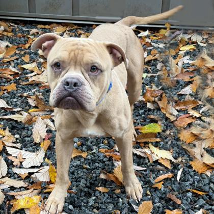 Enlarge Johnny, a Adoptable mixed breed in Voorhees, NJ image 1/3