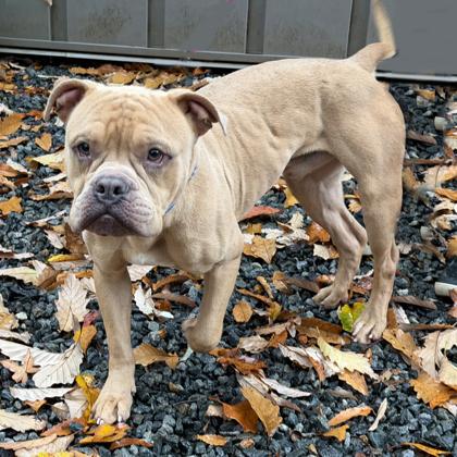 Enlarge Johnny, a Adoptable mixed breed in Voorhees, NJ image 2/3