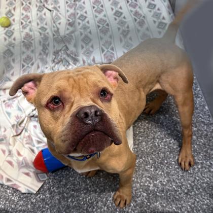 Enlarge Johnny, a Adoptable mixed breed in Voorhees, NJ image 3/3