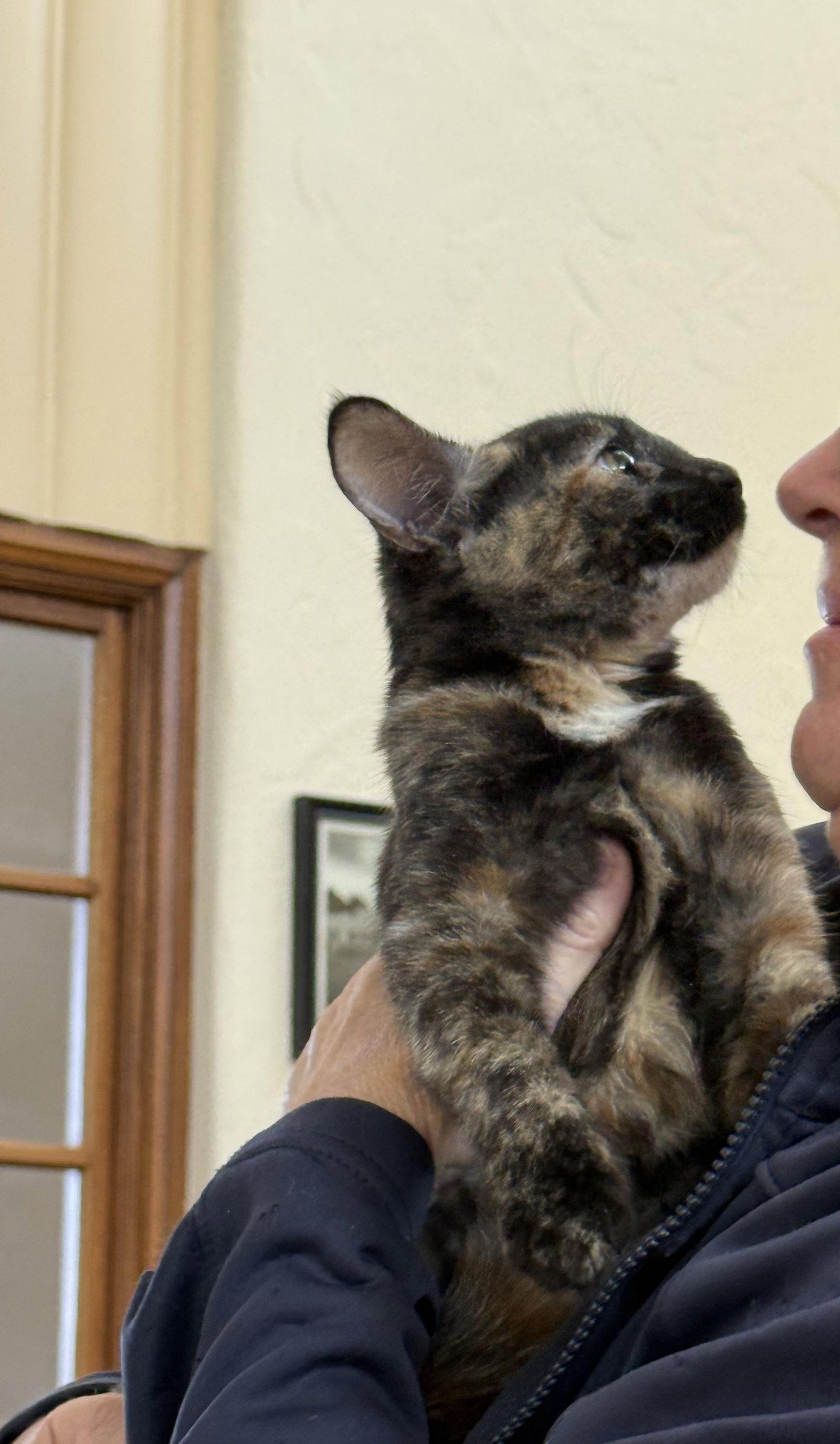 Nala ( Kat), Adoptable, Young Female Tortoiseshell.