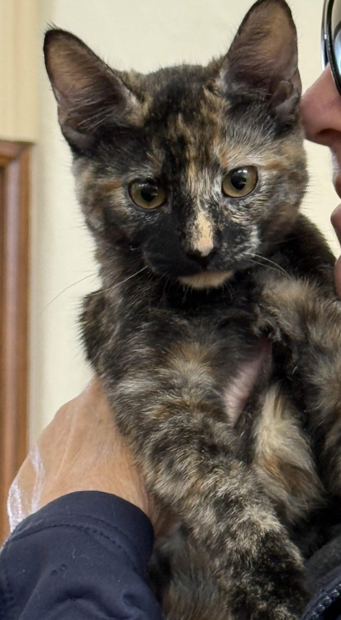 Enlarge Nala ( Kat), a Adoptable Tortoiseshell in Vacaville, CA image 2/3