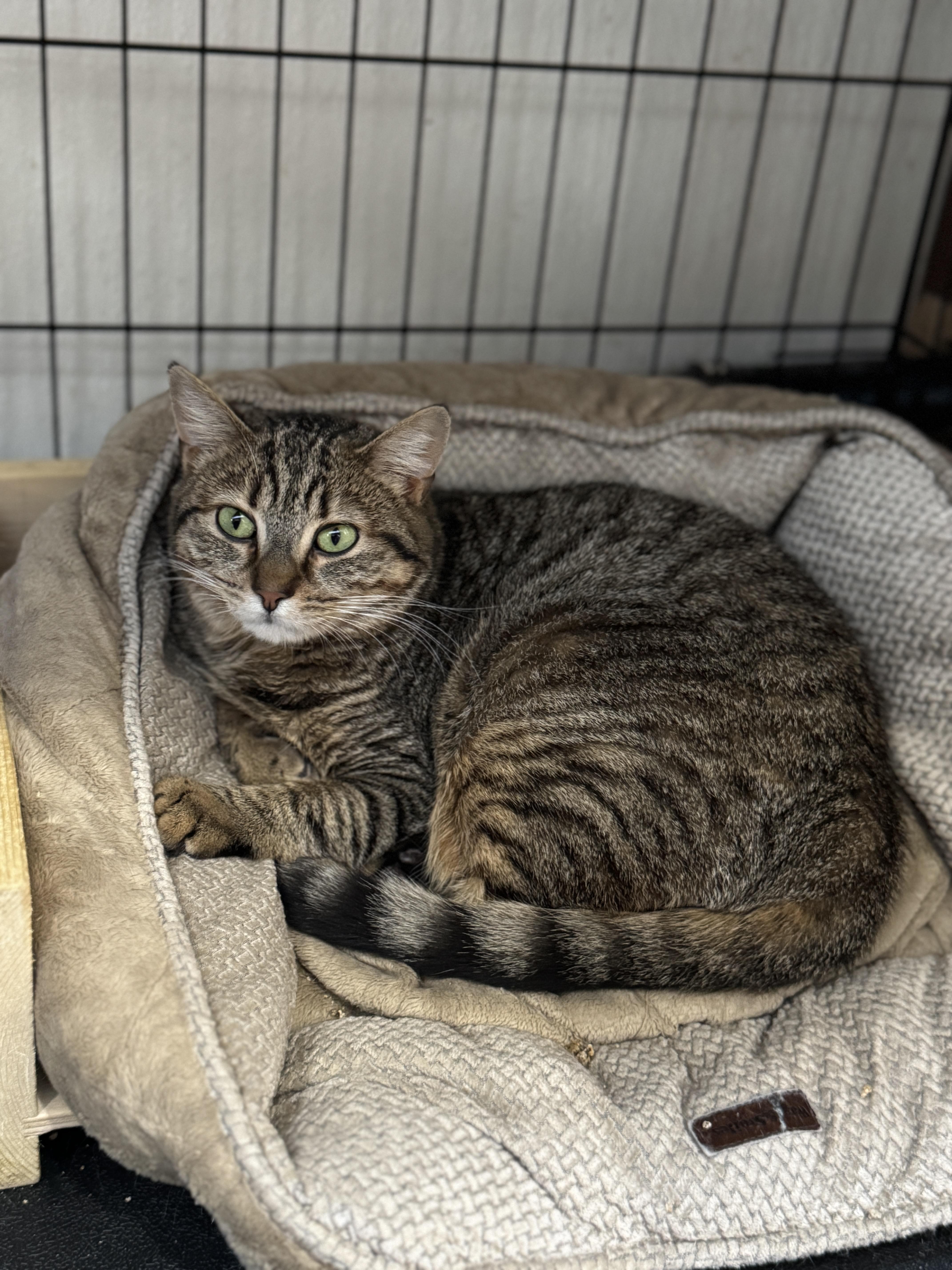 Xena, ADOPTABLE, Adult Female Domestic Short Hair.