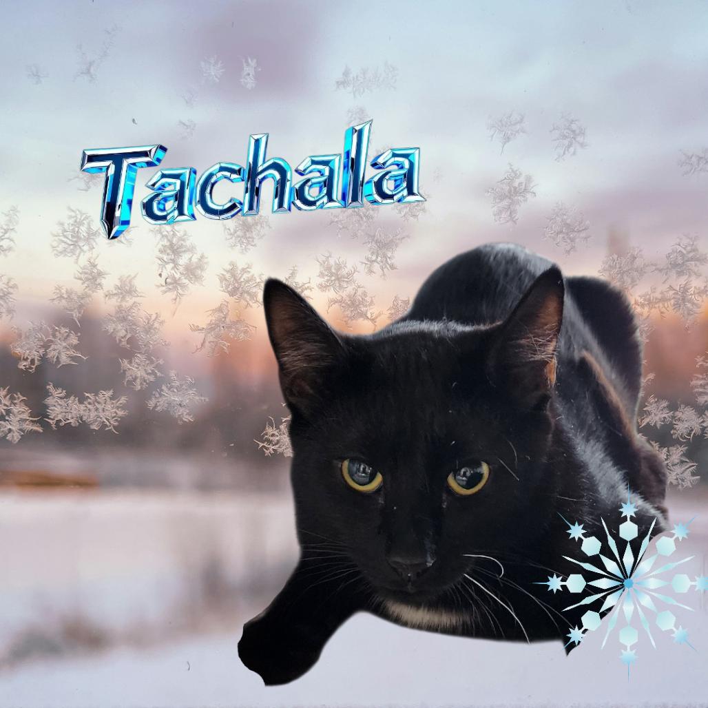 Enlarge Tachala, a Adoptable Domestic Medium Hair in Muncie, IN image 1/2