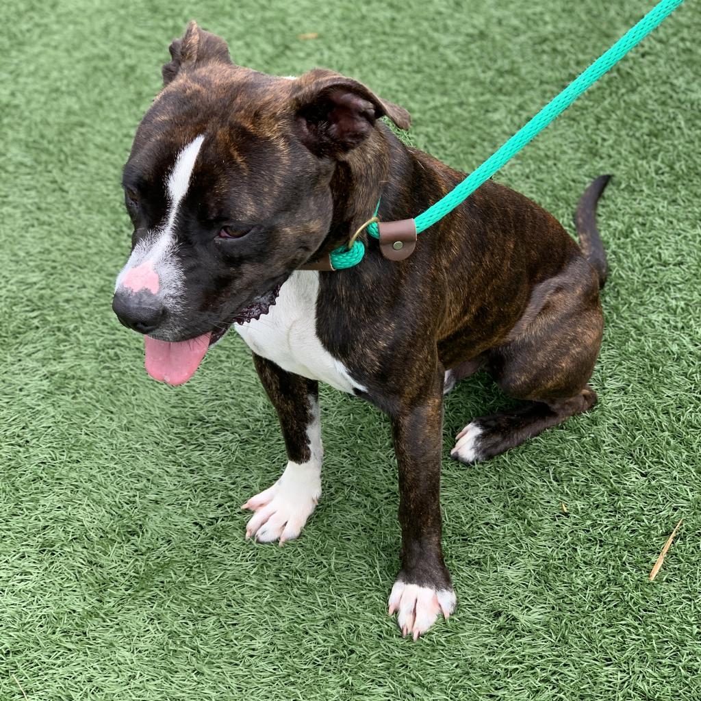 Rocky, Adoptable, Adult Male Pit Bull Terrier & Boston Terrier.