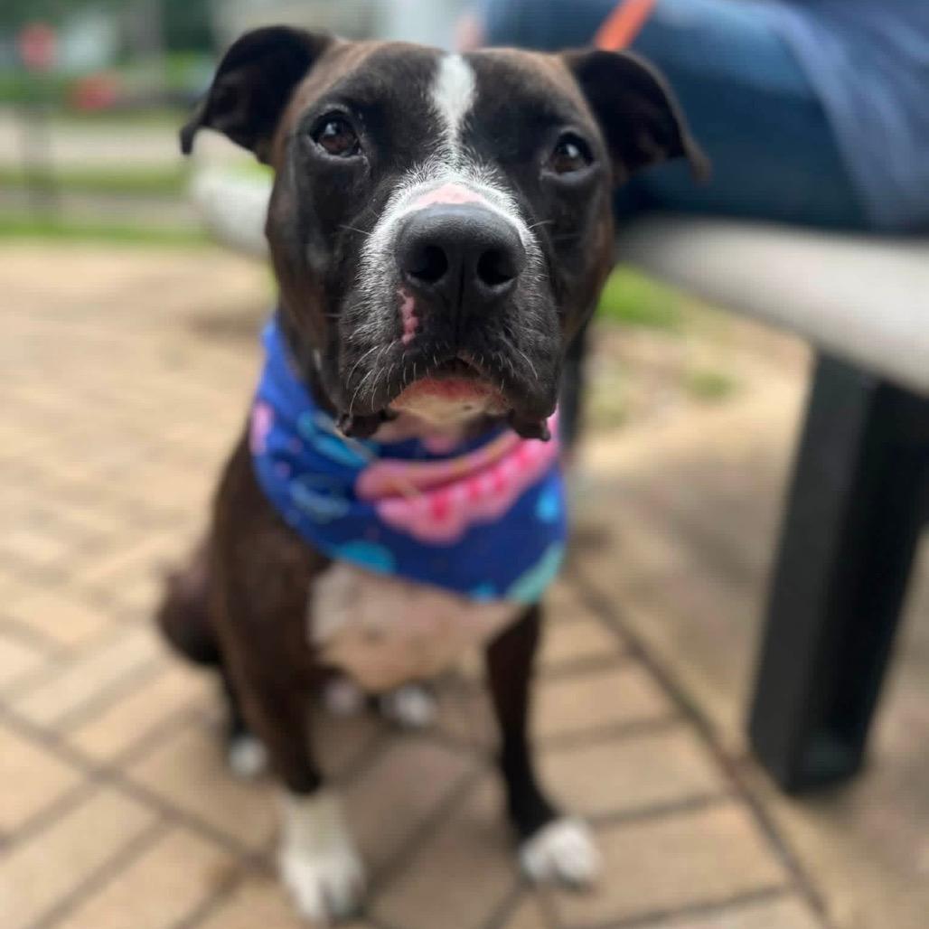 Rocky, a Adoptable mixed breed in Canton, IL image 5/6