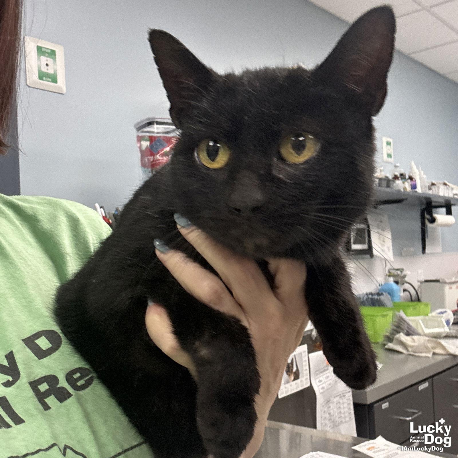Enlarge Alice, a Adopted Domestic Short Hair in Washington, DC image 1/3